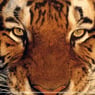 Naveenchanda