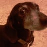 basilbdog