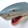 shark64