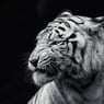 Rotz