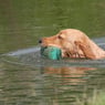 dogtrainer