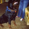 Buddy77