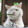 Nannycat