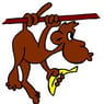 insignia
