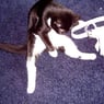 lynxminx