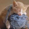 cuddlecat