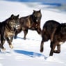 saz02wolf
