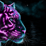 jerseytiger