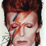 ziggy