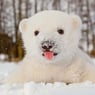 KodiBear