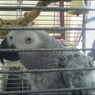 welshgirl34