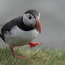 puffinpop84