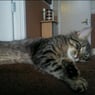 kitty220