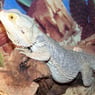 Gizmo2007