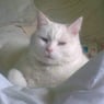mandycat74