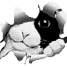 dabbit45