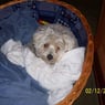 mollee