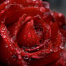 queenbee32