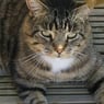 wezzcat