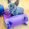 Frenchie73
