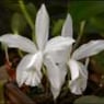 orchid1976