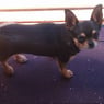 kalley