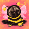 hexbee