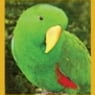 kazam