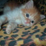 shekat