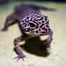 PurpleGhecko