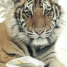 Tigerlilly