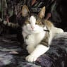 Petslover