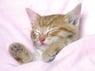 catpaw