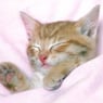 catpaw