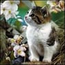 luvincats