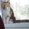 Billytaya1