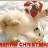 mrpolarbear