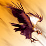 ladyeagle