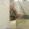 GEMINIkitty