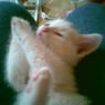 snoweyjoey