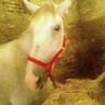 annemarie55