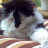 LeoVI