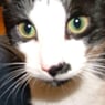 kat4max