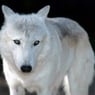 budwolf