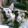 GSDlover