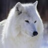 sandywolf