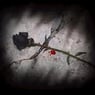 blackrose74