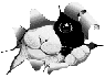 catflea