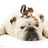 bulldog200