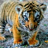 tigersjj